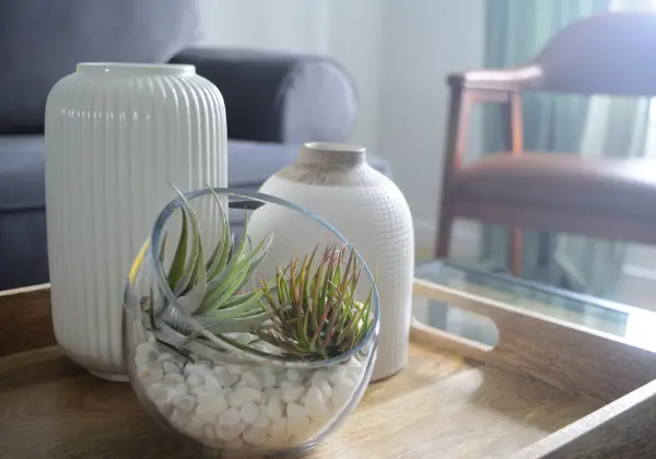 Plantas de aire en crecimiento en un terrario.