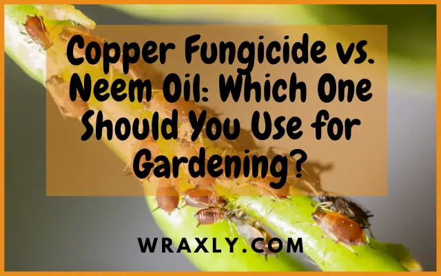 Copper Fungicide vs. Neem Oil Alin ang Dapat Mong Gamitin sa Paghahalaman