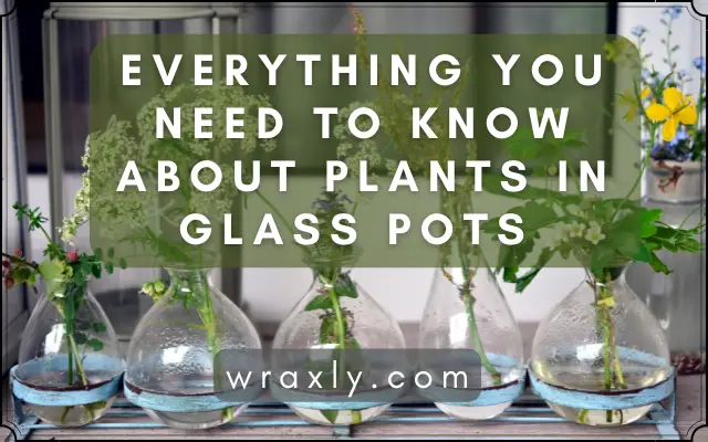 Alles, was Sie über Pflanzen in Glastöpfen wissen müssen