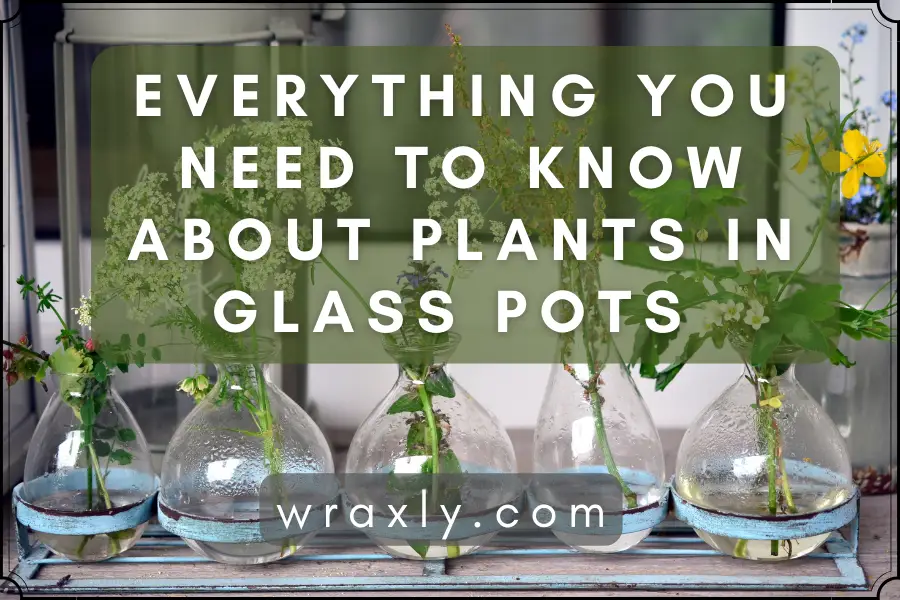 Alles wat u moet weten over planten in glazen potten