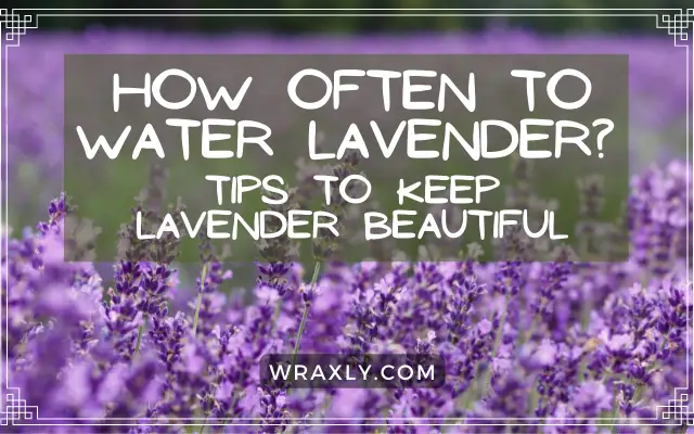 How often to water lavender?