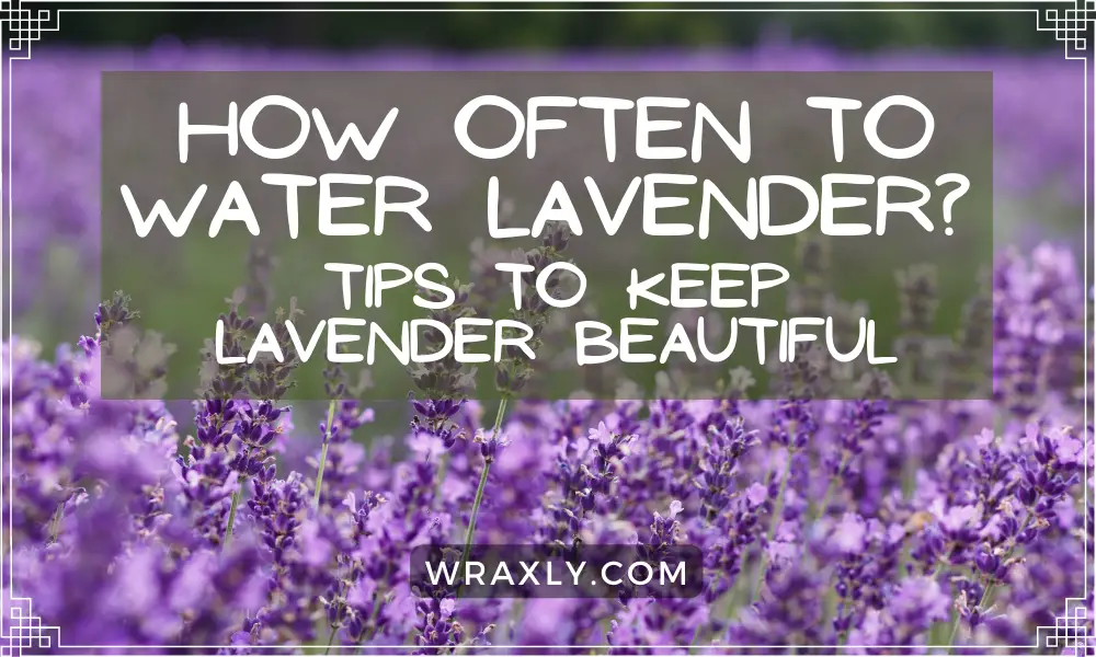 How often to water lavender