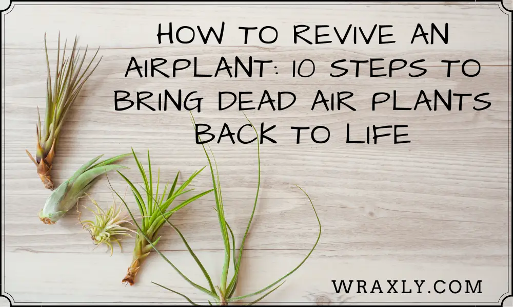 How to Revive an Airplant 10 Steps to Bring Dead Air Plants Back to Life
