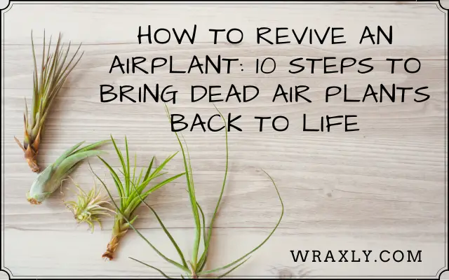 Comment faire revivre une plante aérienne : 10 étapes pour redonner vie aux plantes aériennes mortes