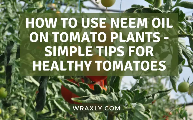 How to use neem oil on tomato plants
