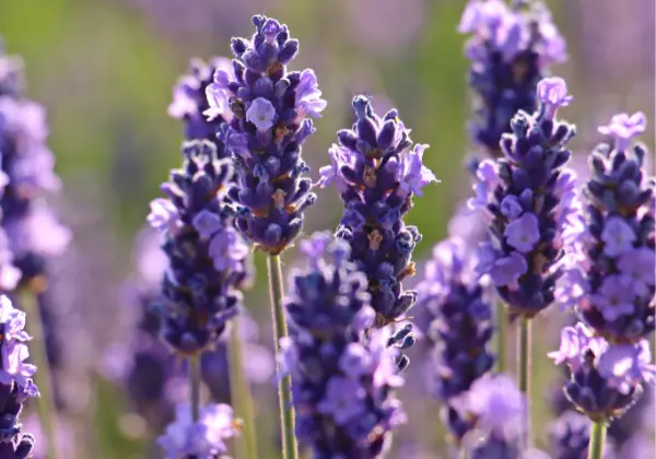 primer plano, de, lavanda