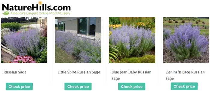 NatureHills Russian Sage banner