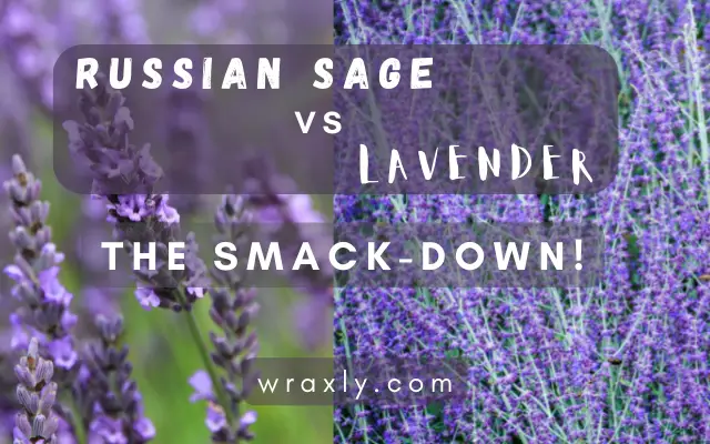 Russian Sage vs Lavender: O smack-down!