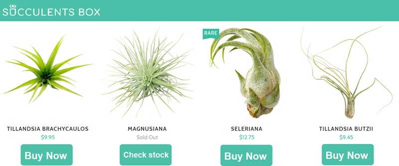 Succulents Box air plant banner