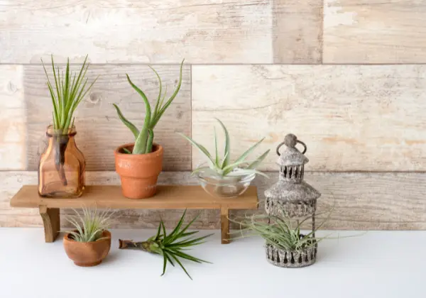 Air plants growing in decorative containers.