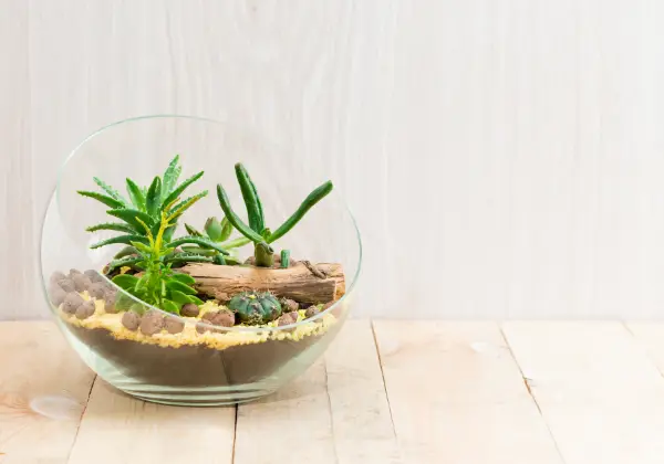 Cacti growing in a glass container