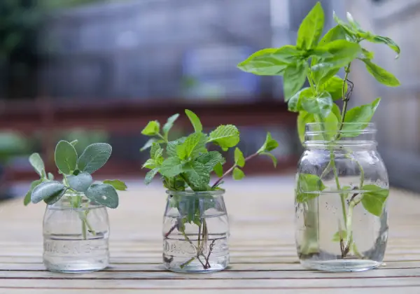 Herbs growing in mason jars