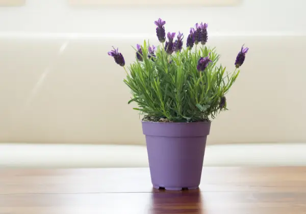 Lavendel houdt van zonneschijn