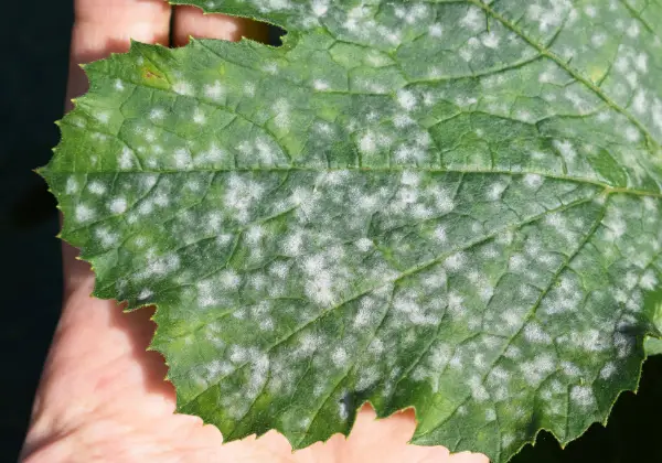 What powdery mildew looks like