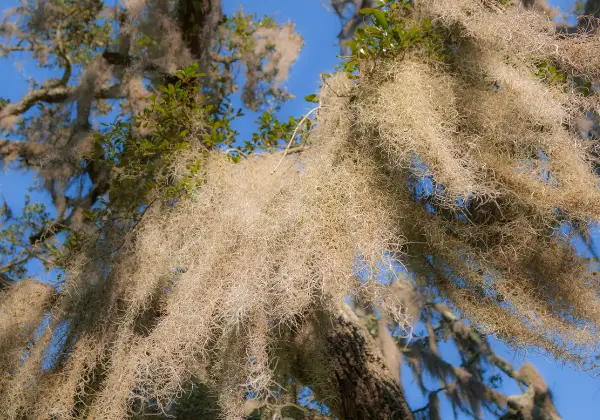 Tillandsia usneoides, también conocida como musgo español