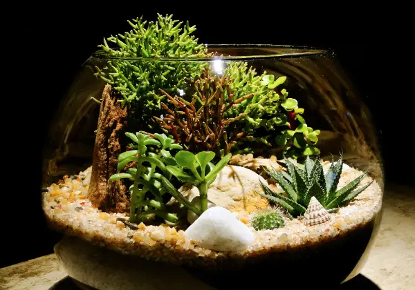 Terrarium végétal