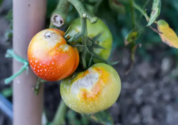 L'huile de neem fonctionne bien dans le traitement des maladies fongiques