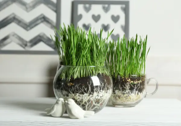 Wheatgrass growing in glass containers
