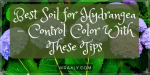 Best Soil for Hydrangeas