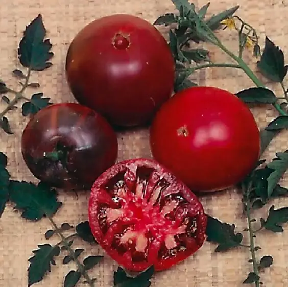 Black Krim tomato seeds from Park Seed