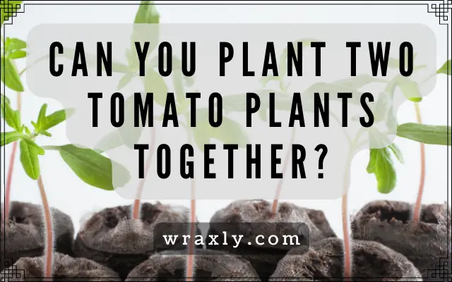 Can You Plant Two Tomato Plants Together? (Spring, 2024) - Wraxly