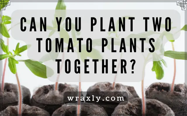 ¿Puedes plantar dos plantas de tomate juntas?
