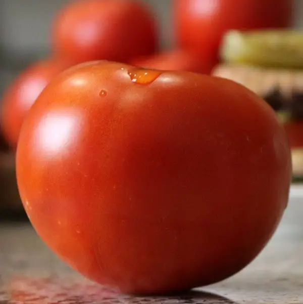 Celebrity tomatenzaden van Park Seeds