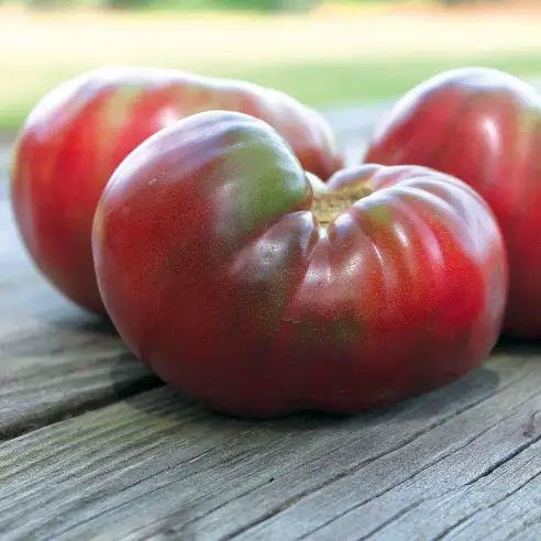 Semi di pomodoro Cherokee Purple disponibili da Park Seed