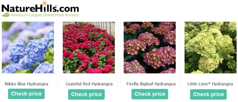 NatureHills hydrangeas banner