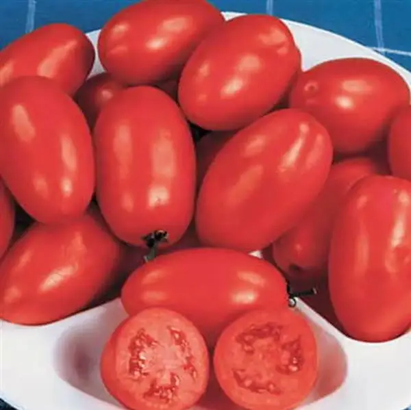 Roma-tomaten van Park Seeds
