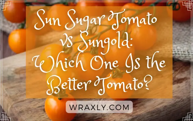 Sun Sugar Tomato vs Sungold: ¿Cuál es mejor tomate?