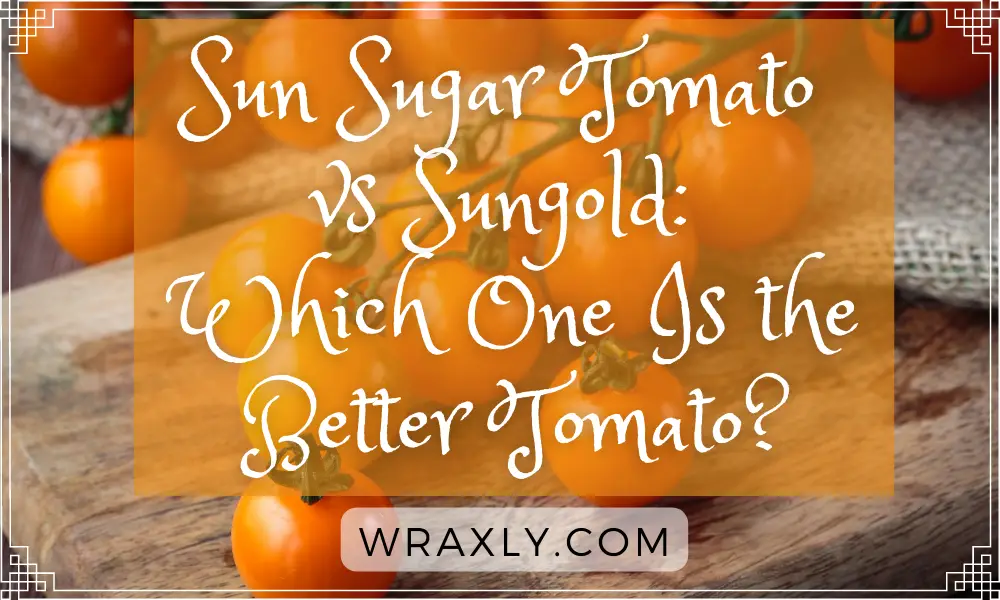 Sun Sugar Tomato vs Sungold Which One Is the Better Tomato