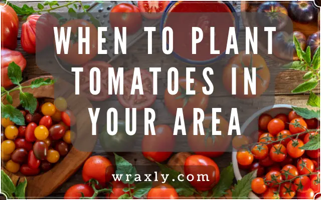 When to plant tomatoes in your area
