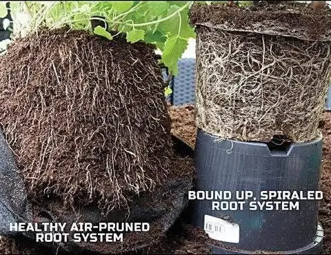 raízes podadas ao ar vs cultivadas em vaso