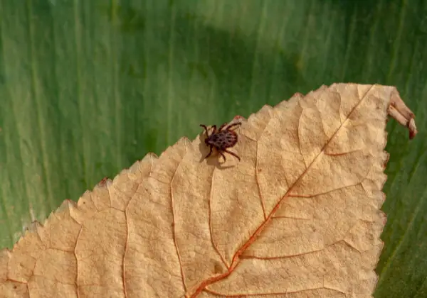 Chigger su una foglia