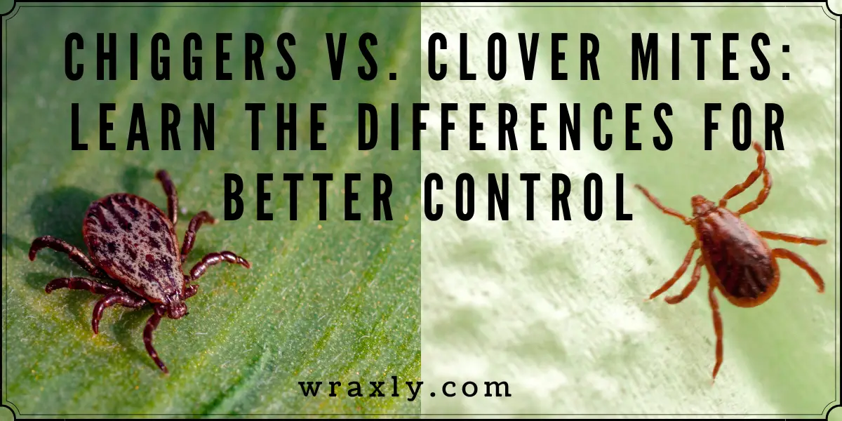 chiggers vs clover mites: what's the difference?