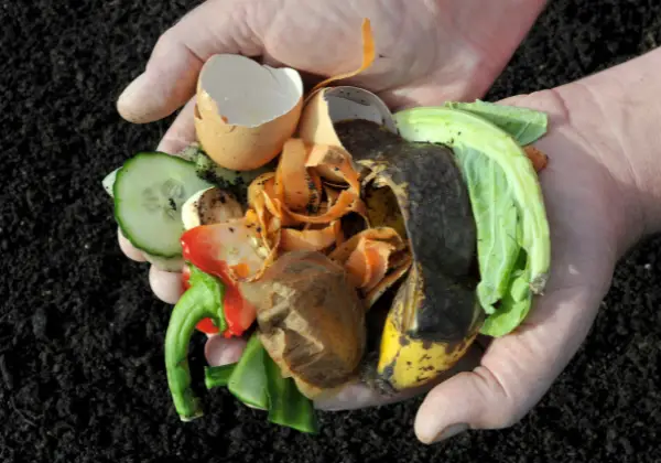 Ecoscraps is an organic compost made up of food scraps, leaves, and grass clippings
