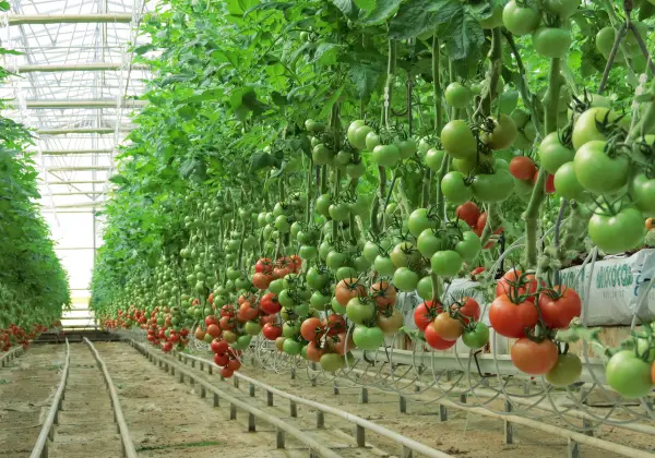 Indeterminate tomato plants can grow 8 to 10 feet tall.