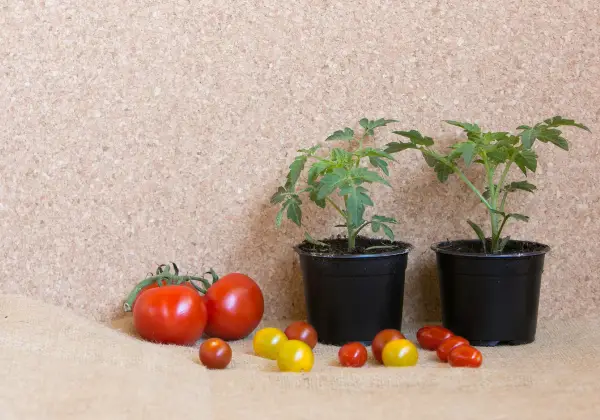 Züchten Sie eine Tomatenpflanze pro Behälter