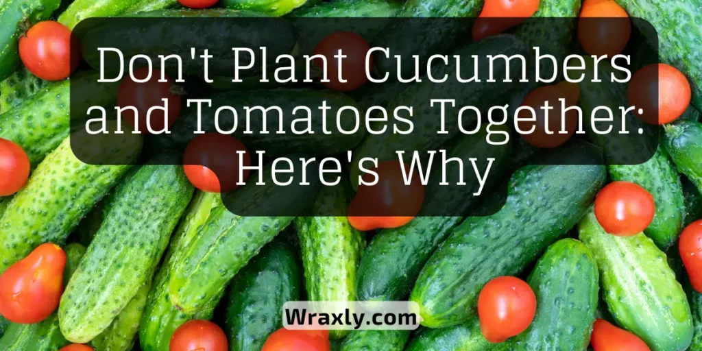 Não plante pepinos e tomates juntos