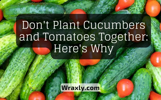 Ne plantez pas de concombres et de tomates ensemble : voici pourquoi