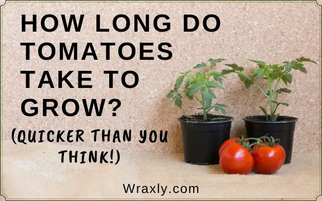 How long do tomatoes take to grow?
