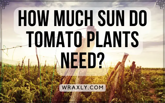 How much sun do tomato plants need?