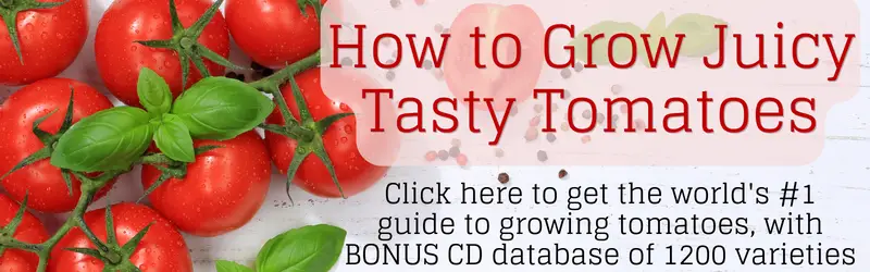 Banner de libro electrónico Cómo cultivar tomates sabrosos y jugosos
