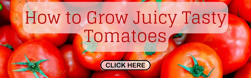 Banner de libro electrónico Cómo cultivar tomates sabrosos y jugosos