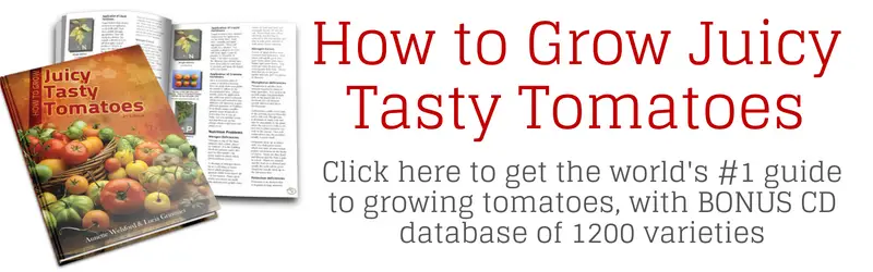 Banner de libro electrónico Cómo cultivar tomates sabrosos y jugosos