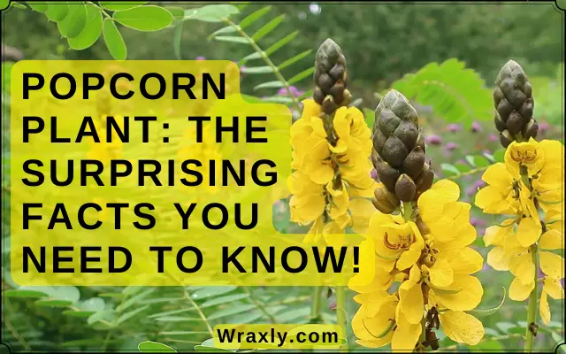 Popcorn Plant: The surprising facts you need to know!