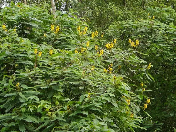 Planta de cássia de pipoca