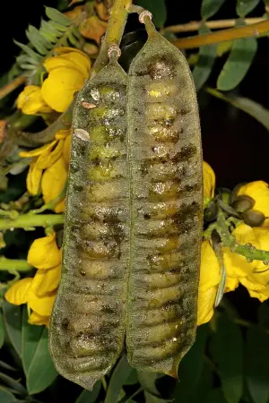 Semillas de plantas de palomitas de maíz