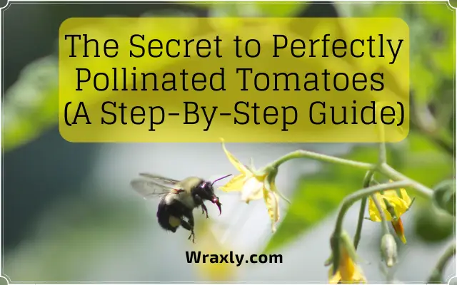 Le secret des tomates parfaitement pollinisées